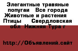 Элегантные травяные попугаи - Все города Животные и растения » Птицы   . Свердловская обл.,Нижняя Тура г.